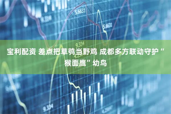 宝利配资 差点把草鸮当野鸡 成都多方联动守护“猴面鹰”幼鸟